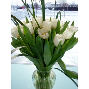 Bouquet de tulipes