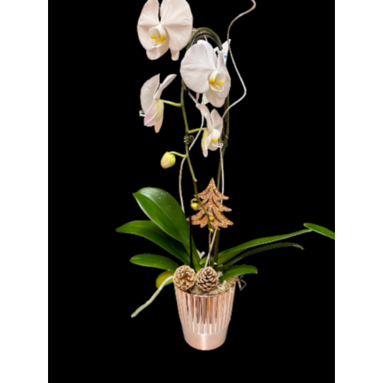 Orchidée-phalaenopsis