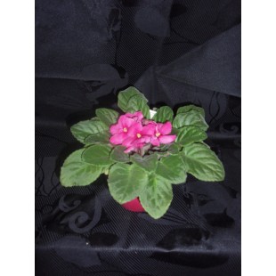Plante fleurie