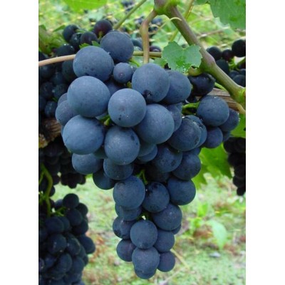 Saveur de Raisin