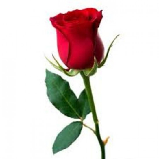 Fragrance de Rose