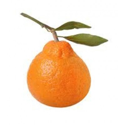 Fragrance de Satsuma