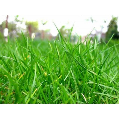 Fragrance Herbe sucrée