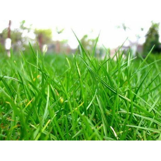 Fragrance Herbe sucrée