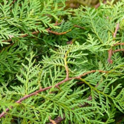 Huile essentielle de Cèdre blanc (Thuja)