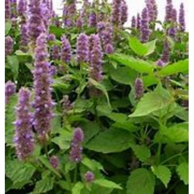 Huile essentielle de Patchouli