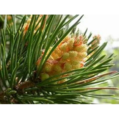 Huile essentielle de Pin sylvestre