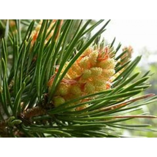 Huile essentielle de Pin sylvestre