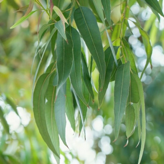 Huile essentielle d'Eucalyptus citronnée