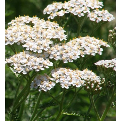 TISANE BIO ACHILLÉE MILLEFEUILLE , Achillea...