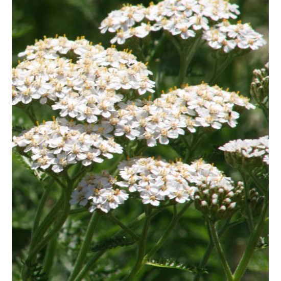 TISANE BIO ACHILLÉE MILLEFEUILLE , Achillea millefolium