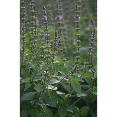 TISANE BIO BASILIC SACRÉ, (Tulsi) Ocimum sanctum