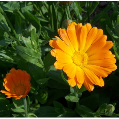 TISANE BIO CALENDULE (SOUCI) Calendula officinalis...