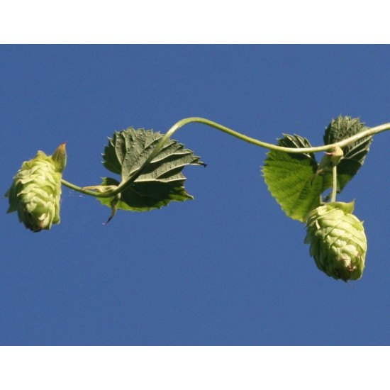 TISANE BIO HOUBLON (Humulus lupulus)