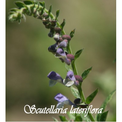 TISANE BIO SCUTELLAIRE (Scutellaria lateriflora)  