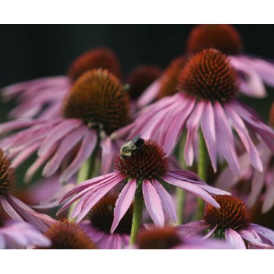 TISANE BIO ÉCHINACÉE, Echinacea purpurea...