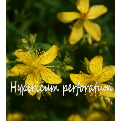 TISANE BIO MILLEPERTUIS (Hypericum perforatum) 