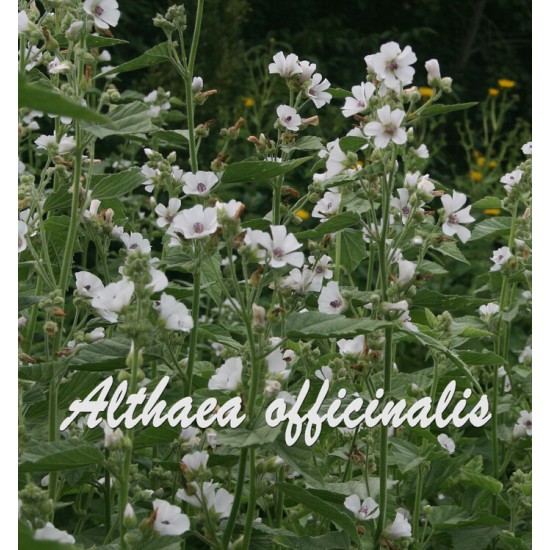 TISANE BIO GUIMAUVE  Althaea officinalis  (feuille)