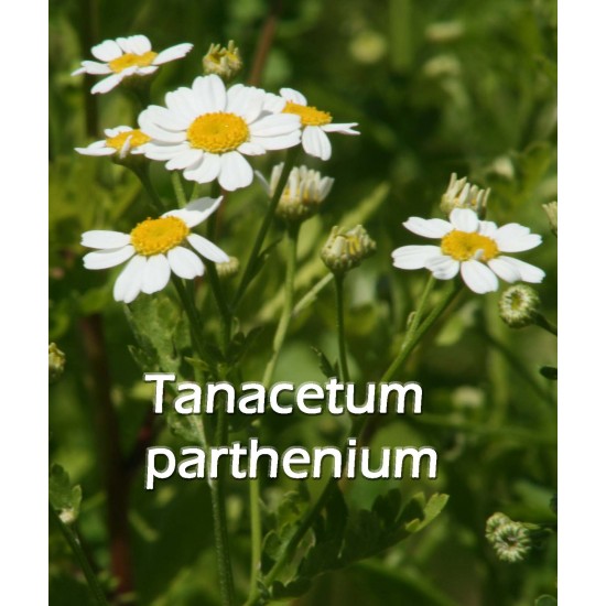 TISANE BIO GRANDE CAMOMILLE (Tanacetum parthenium)
