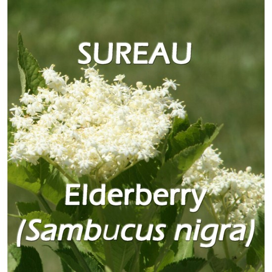 TISANE BIO SUREAU NOIR (Sambucus nigra) / FLEURS