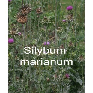 TISANE BIO CHARDON MARIE (Silybum marianum) /...