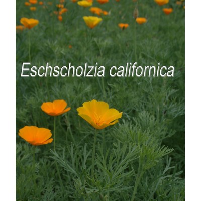 TISANE BIO PAVOT DE CALIFORNIE, (Eschscholzia...