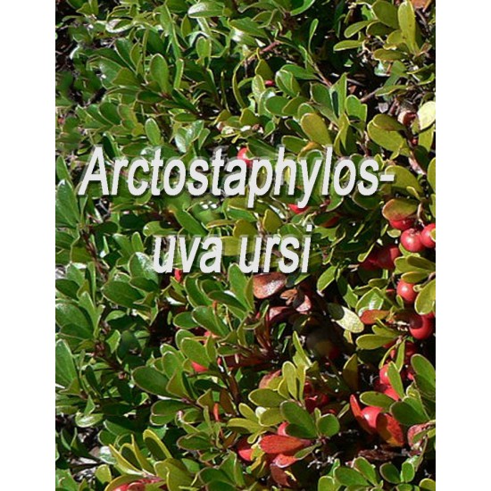 TISANE BIO BUSSEROLE  (Arctostaphylos uva ursi)  / RAISINS D'OURS