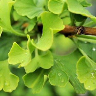 - GINKGO BILOBA - plante séchée biologique (50...
