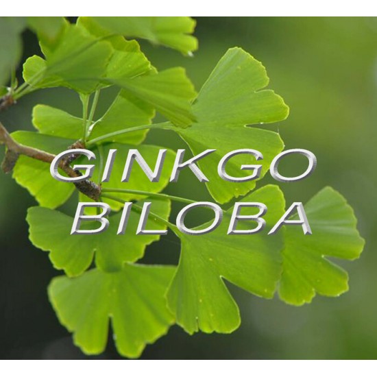 - GINKGO BILOBA - plante séchée biologique (50 g)