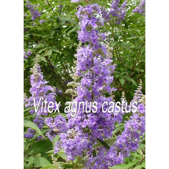 TISANE BIO VITEX (Gattilier), (Vitex agnus-castus) FRUITS