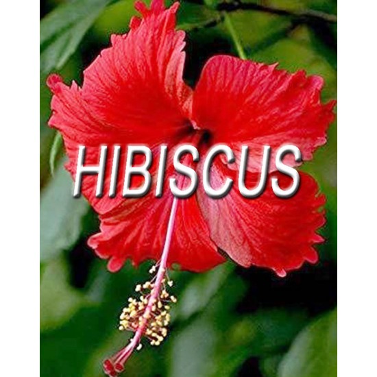 TISANE BIO HIBISCUS (Hibiscus sabdariffa), FLEUR