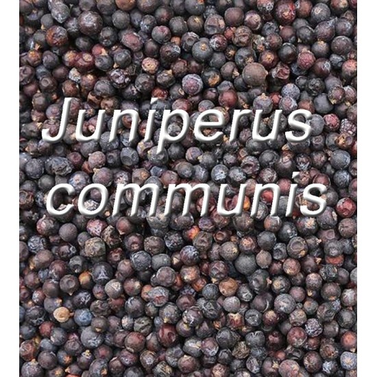 TISANE BIO GENÉVRIER  Juniperus communis BAIES...