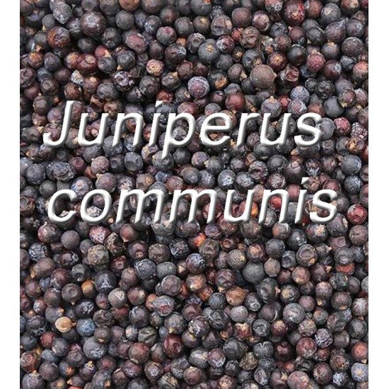 TISANE BIO GENÉVRIER  Juniperus communis BAIES ENTIÈRES