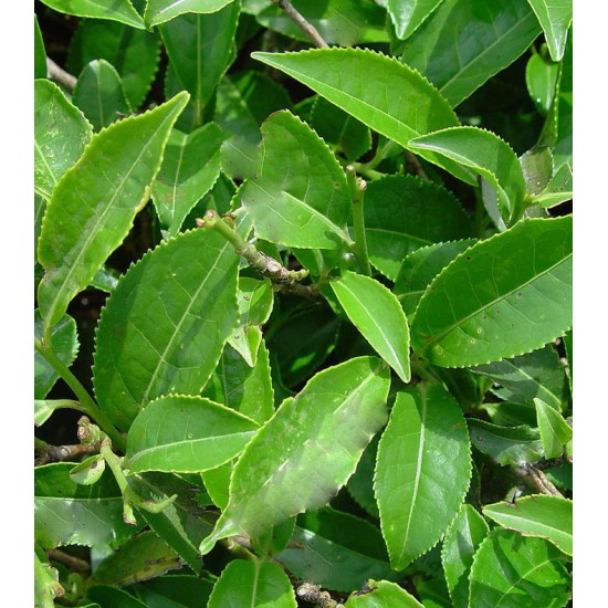 THÉ VERT BIOLOGIQUE GUNPOWDER (Camelia sinensis)