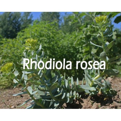 TISANE BIO RHODIOLE (Rhodiola rosea) / Racines...