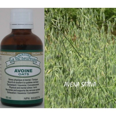 AVOINE, Teinture bio, (Avena sativa)