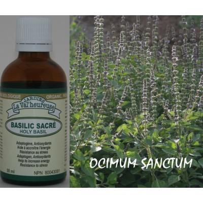 BASILIC SACRÉ, TULSI, Teinture bio,  (Ocimum...