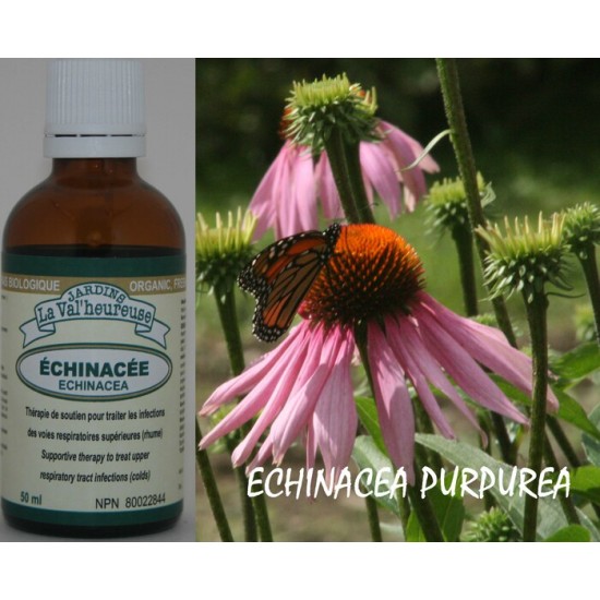 ÉCHINACÉE, Teinture bio, (Echinacea purpurea)