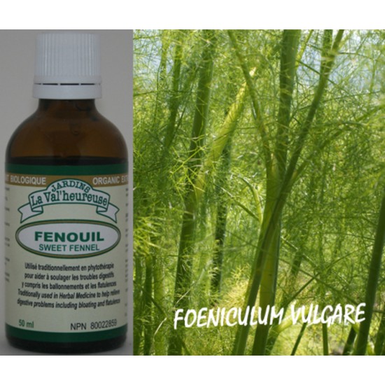 FENOUIL, Teinture bio, (Foeniculum vulgare)