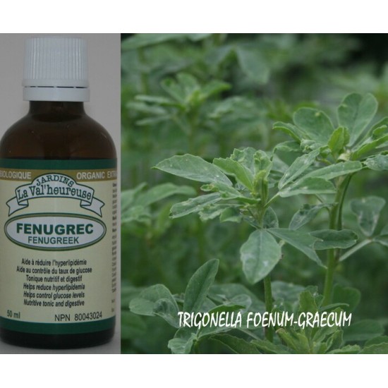 FENUGREC, Teinture bio, (Trigonella foenum-graecum)