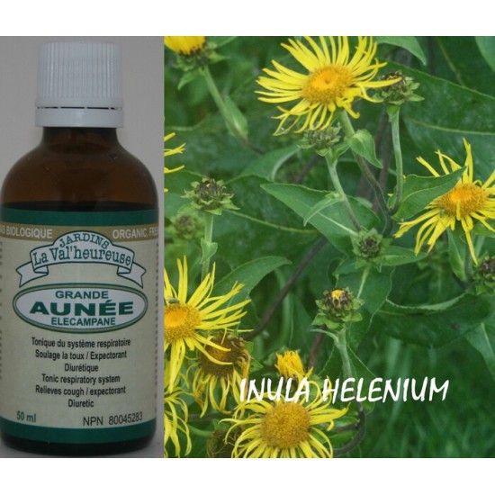 GRANDE AUNÉE,  Teinture bio, Inula helenium