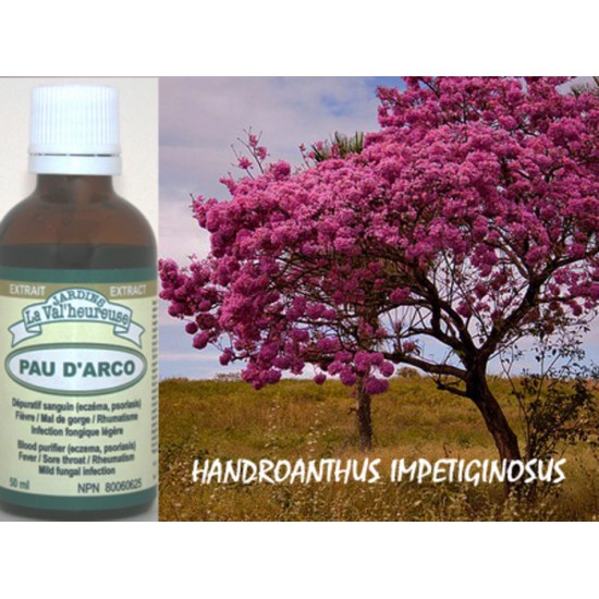 PAU D’ARCO  (LAPACHO), Teinture, (Handroanthus impetiginosus)