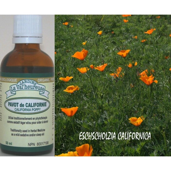 PAVOT DE CALIFORNIE, Teinture bio,  (Eschscholzia californica)