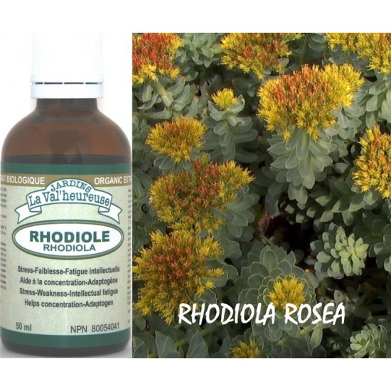 RHODIOLE, Teinture biologique,  Rhodiola rosea