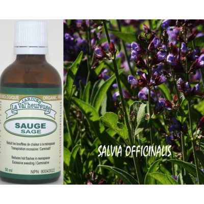 SAUGE, TEINTURE BIOLOGIQUE, Salvia officinalis 