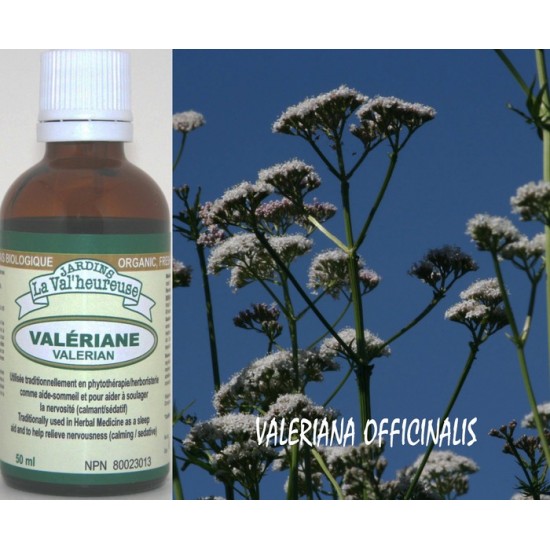 Valériane, teinture biologique (Valeriana officinalis)