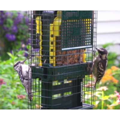 MANGEOIRE SUET