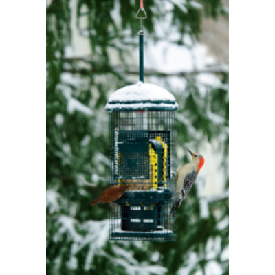 MANGEOIRE SQUIREL BUSTER MINI