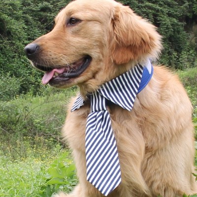 Cravate collet pour grandes races de chiens