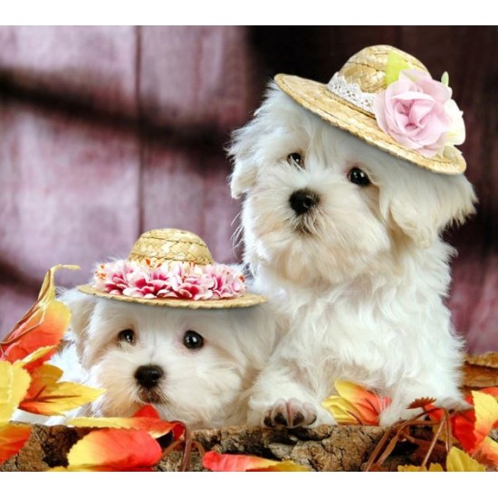 Chapeau de paille pour chien-Dog straw hat